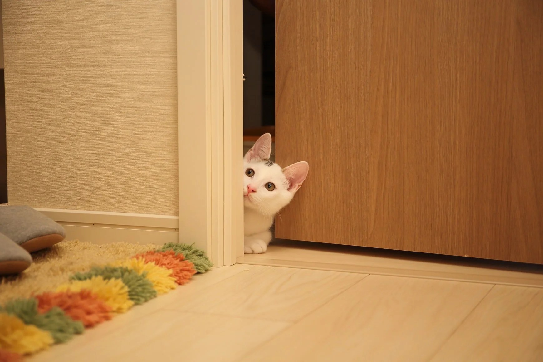 Can Cats Open Doors? (Answered!) Born For Pets