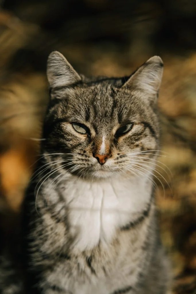 Why Is Cat Sneezing After Vet Visit? Born For Pets