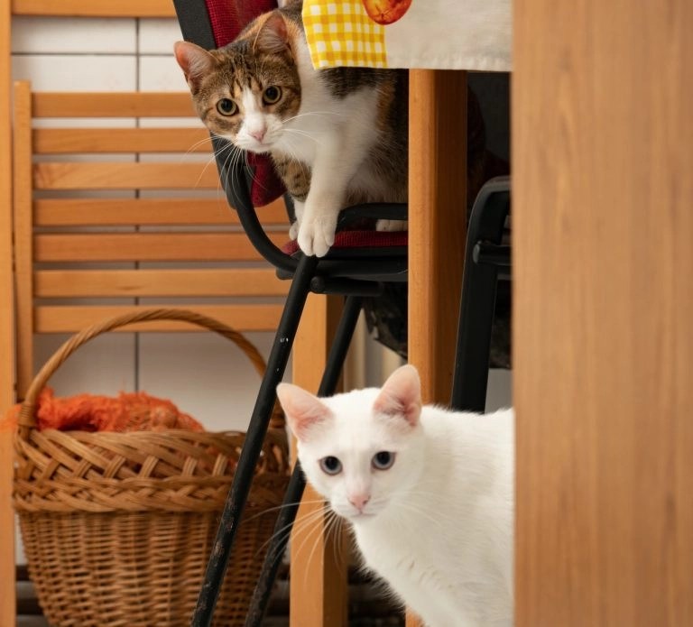 Why Is Cat Sleeping In Closet? (Answered!) Born For Pets