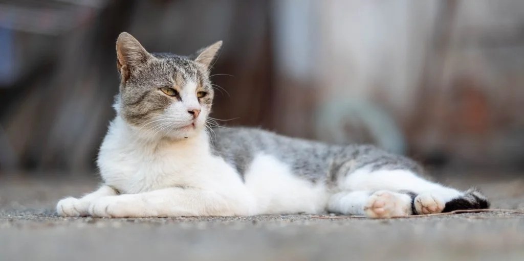 Can Cats Eat Spicy Chips? (Explained!) Born For Pets