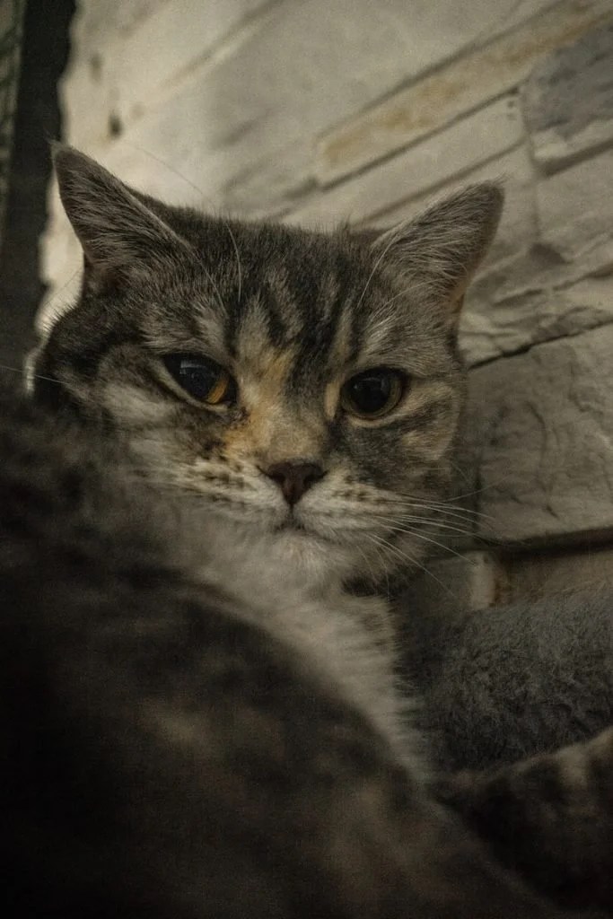 What Do Cats Hate To Walk On? (4 Things To Use!) Born For Pets