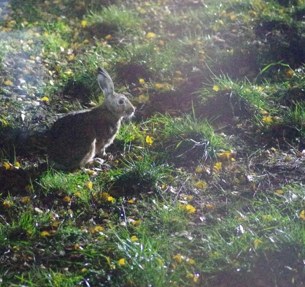 Does Rabbit Pee Smell? (Answered!) Born For Pets