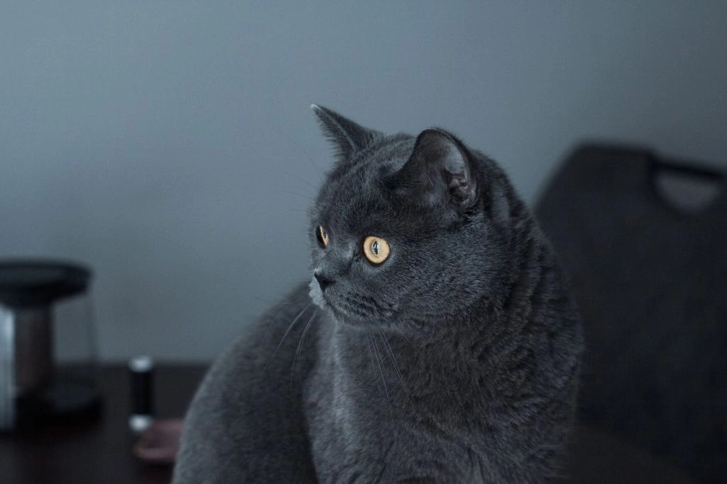 Can Cats Eat Spicy Chips? (Explained!) Born For Pets