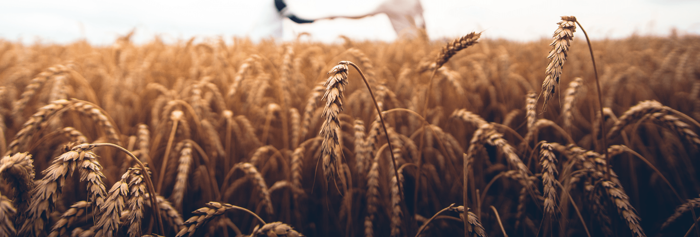 BORNHOLMS VALSEMØLLE Vi samarbejder med de bedste