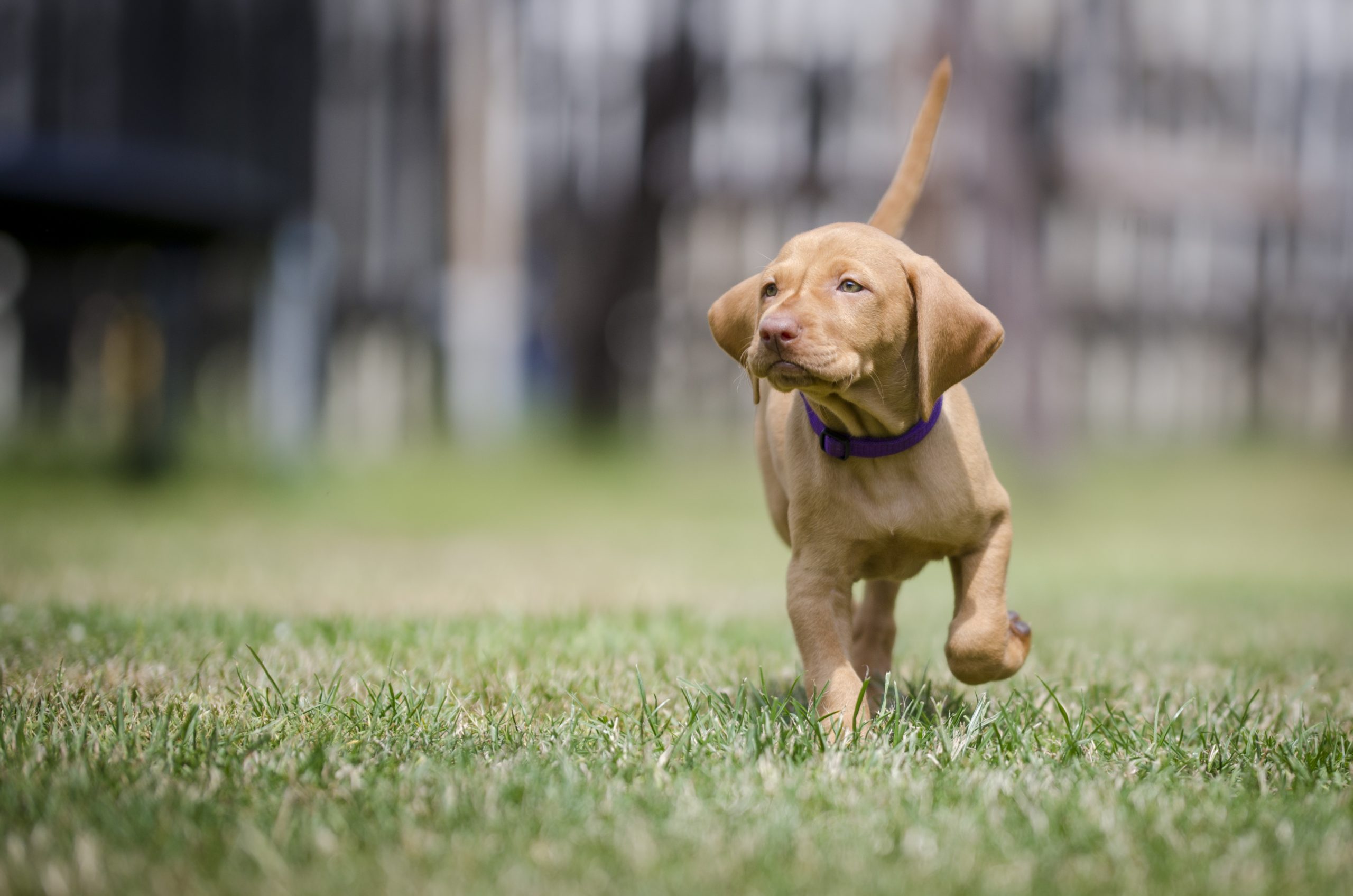 House Training Your Dog Raleigh NC, Dog Training Raleigh NC, Private