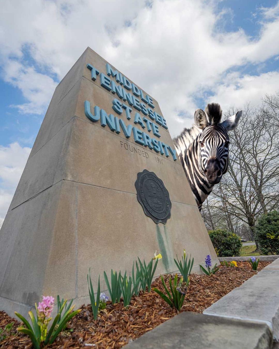 Zebra Sightings All Over Murfreesboro, “Ed” Living His Best Life The