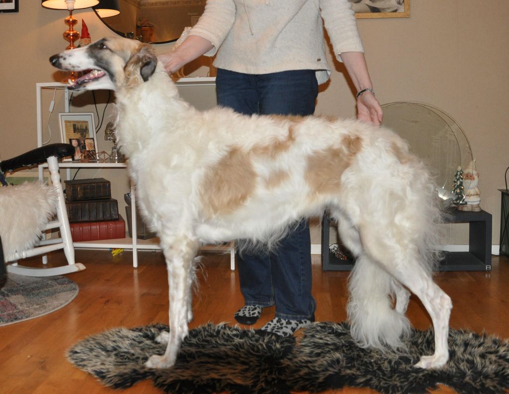 Borzoi The Breed Archive