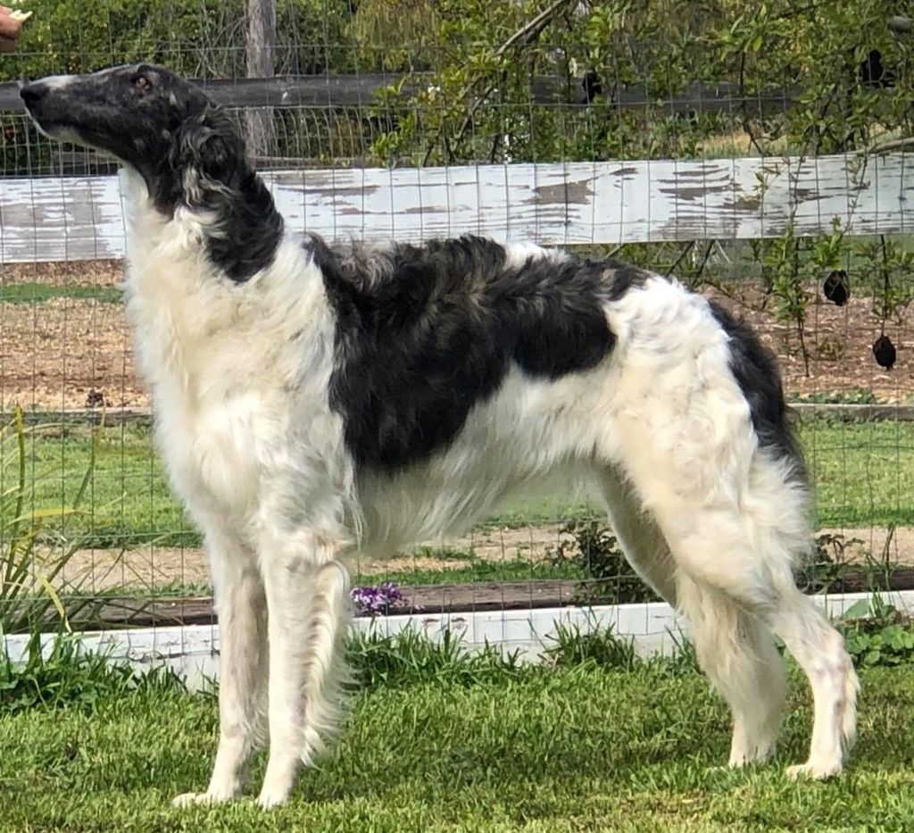 Borzoi The Breed Archive