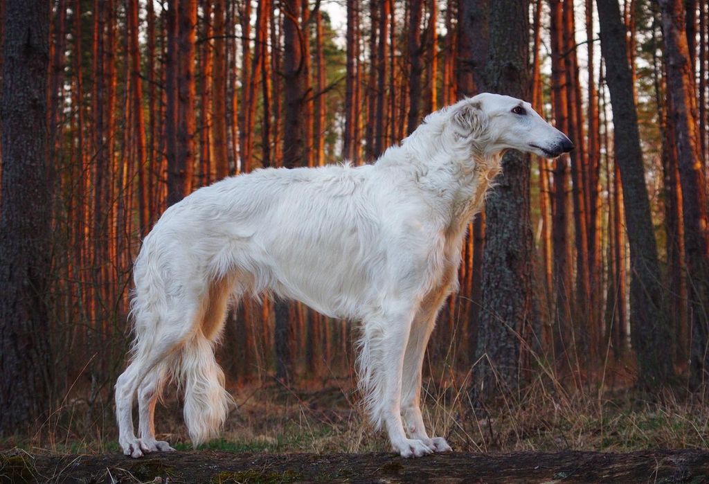 Borzoi The Breed Archive