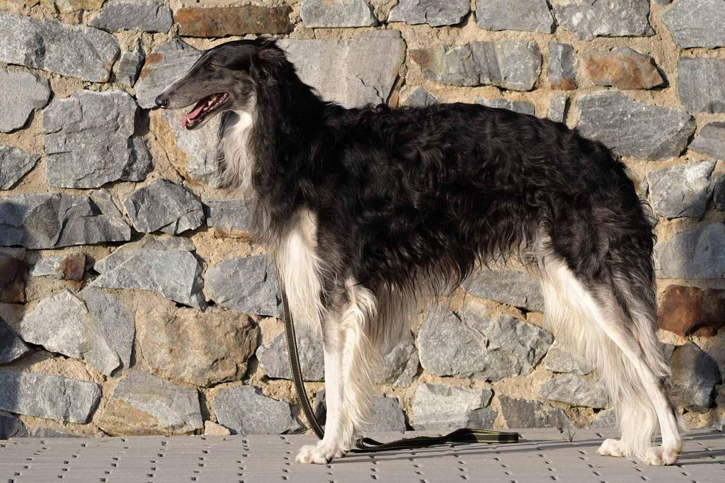 Borzoi The Breed Archive
