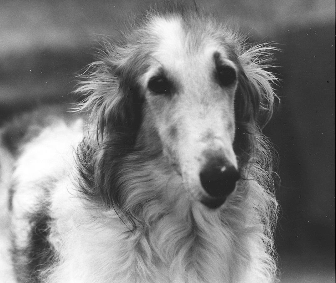 Mythe Borzois The Borzoï Encyclopedia