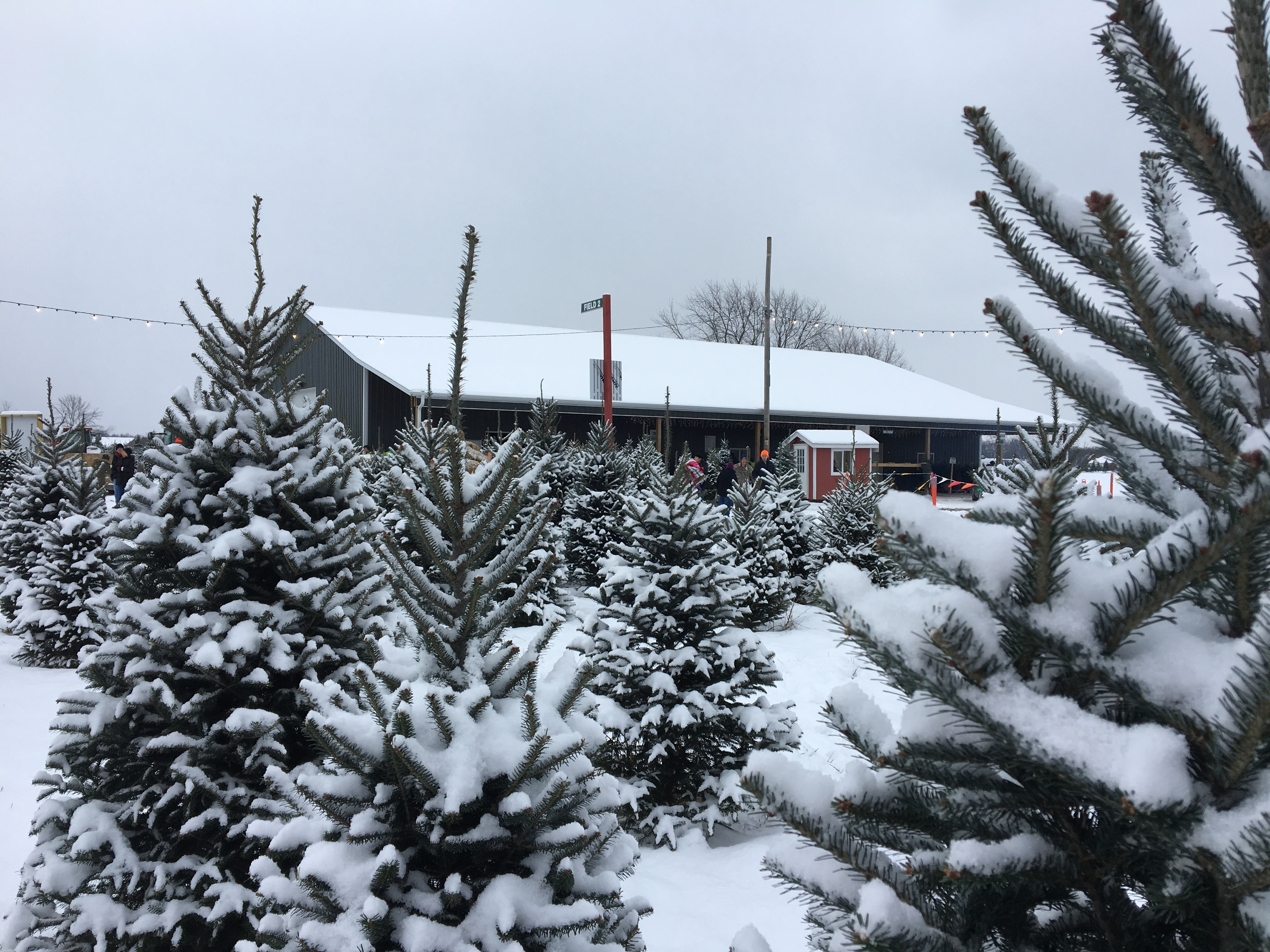 Christmas Trees & Festivities Bosch's Countryview Nursery, Inc