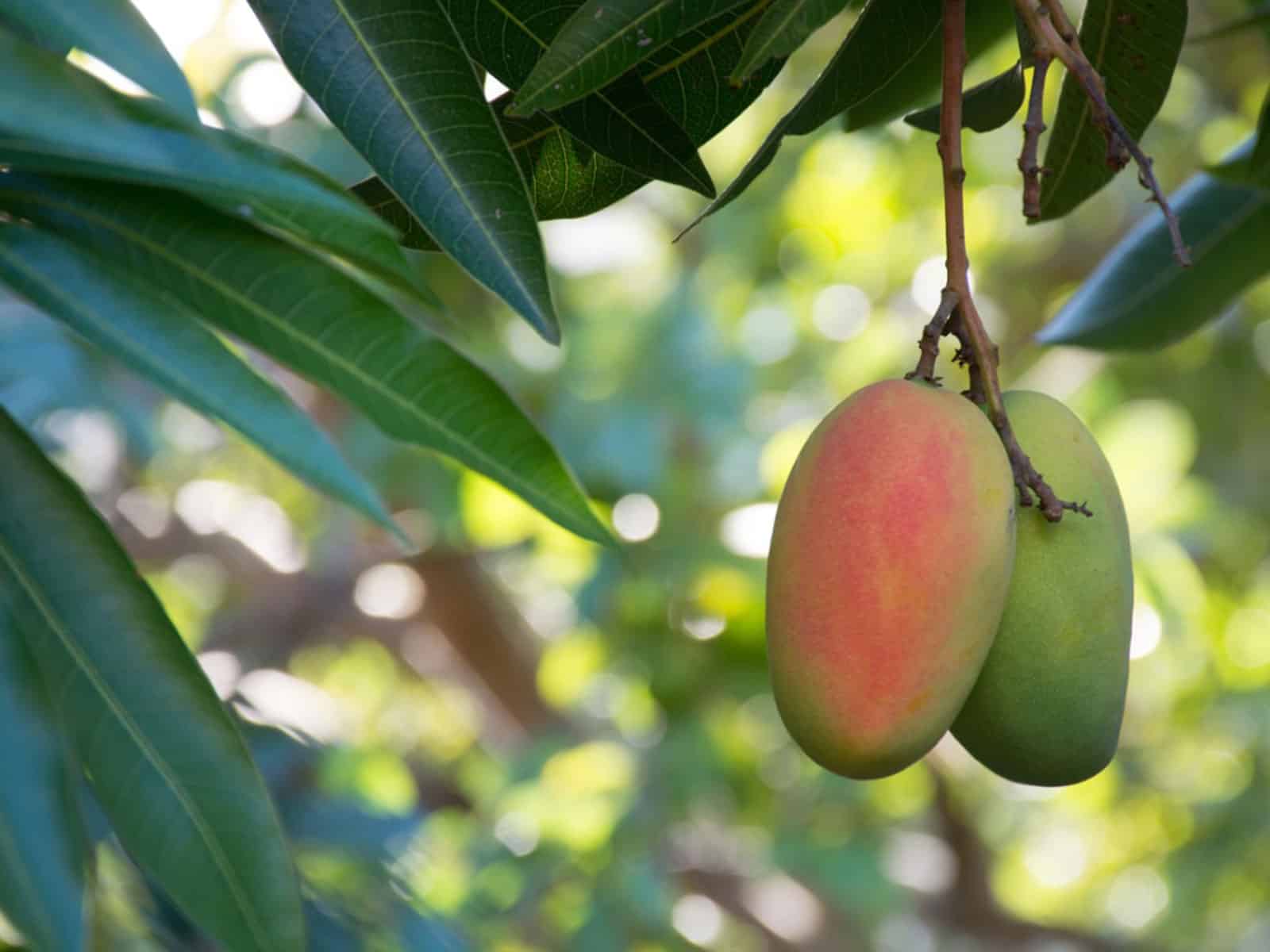 Árbol de Mango BosqueNagal