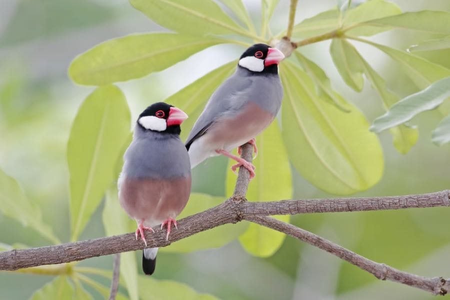 Maui Bird Guide Maui Adventure Guide by Boss Frog's