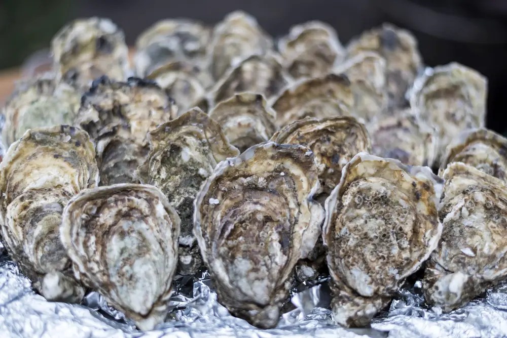 Where To Buy Oysters Boss Oyster