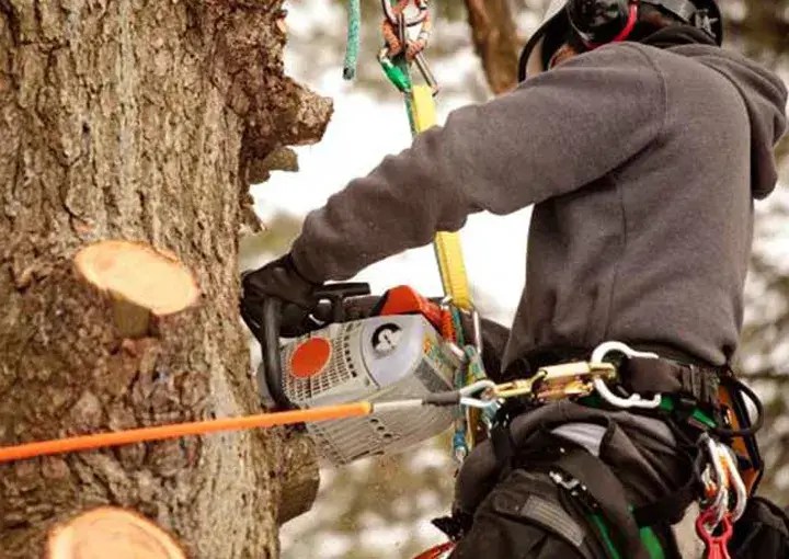 Tree Service Senoia GA Boss Tree Service