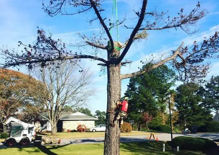 Tree Service Senoia GA Boss Tree Service