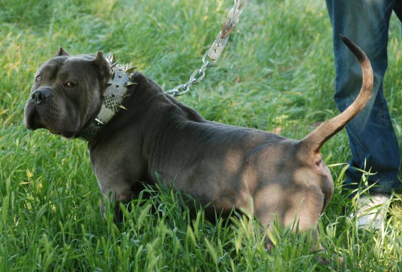 XXL Blue Pitbulls Biggest Pitbull Puppies Kennel