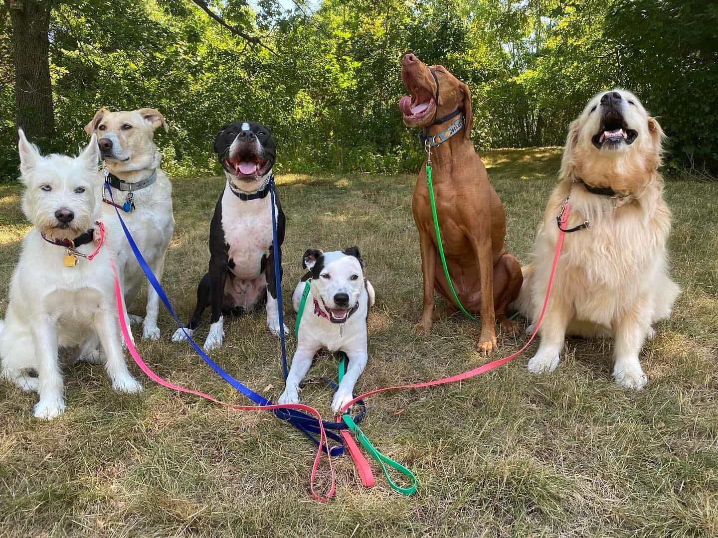 Dog Hikes Boston for the Dogs Greater Boston Metro Area