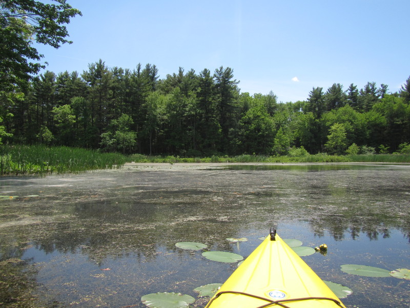 Boston Kayaker Kayaking on Pond and Beaver Brook in Westford MA