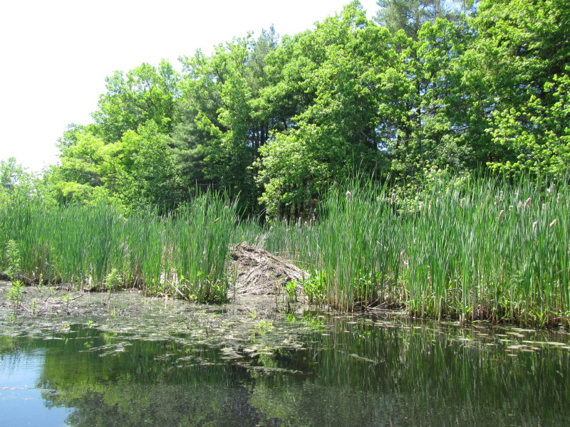 Boston Kayaker Kayaking on Pond and Beaver Brook in Westford MA