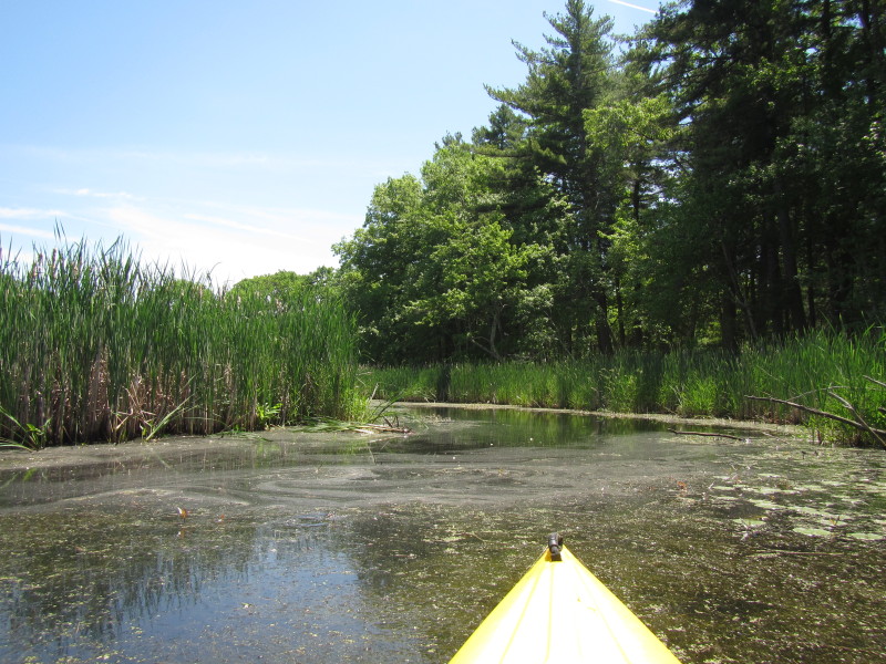 Boston Kayaker Kayaking on Pond and Beaver Brook in Westford MA
