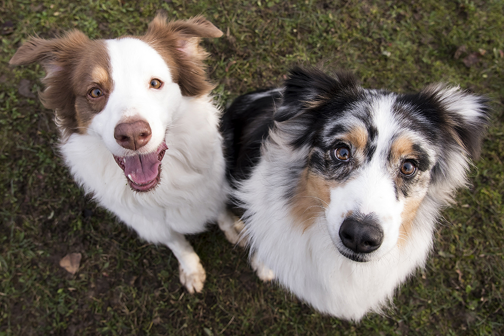 Finding A Reputable Breeder Boston Road Animal Clinic