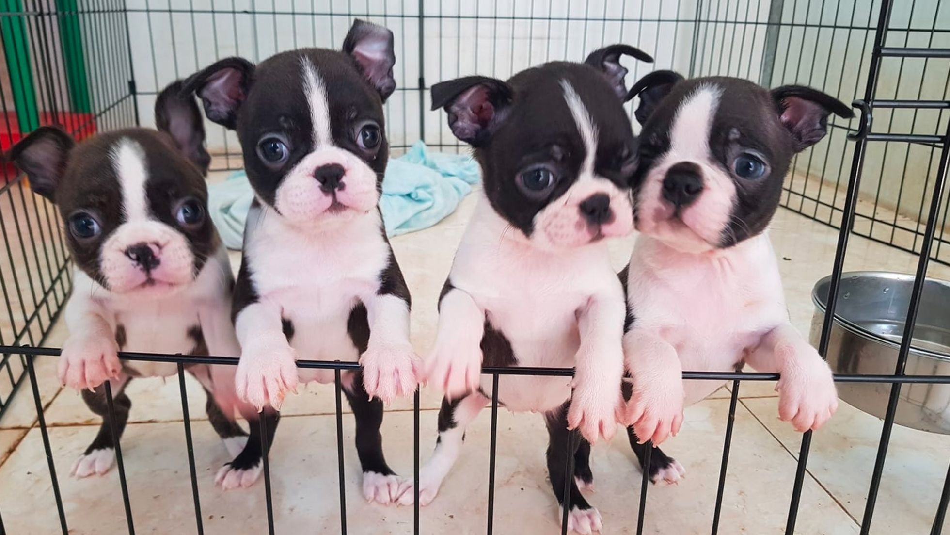 Gutman Boston Boston Terrier Kennel בית גידול לבוסטון טרייר
