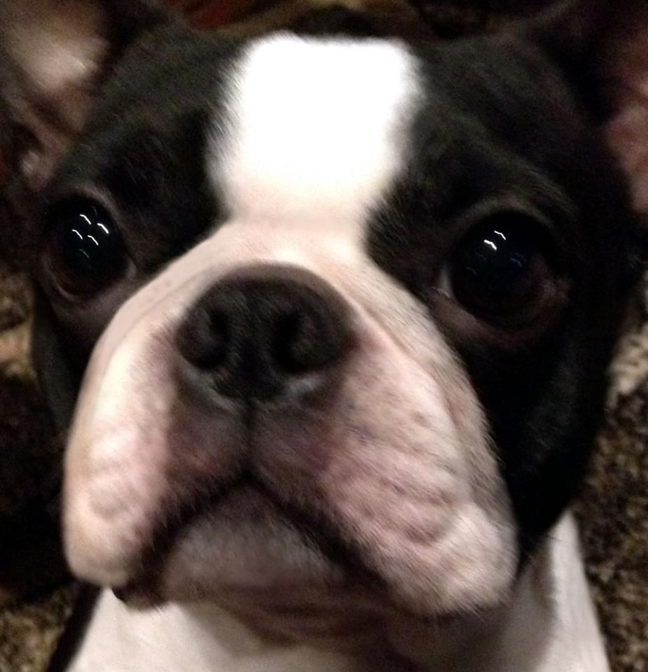 Boston Terrier The Breed Archive