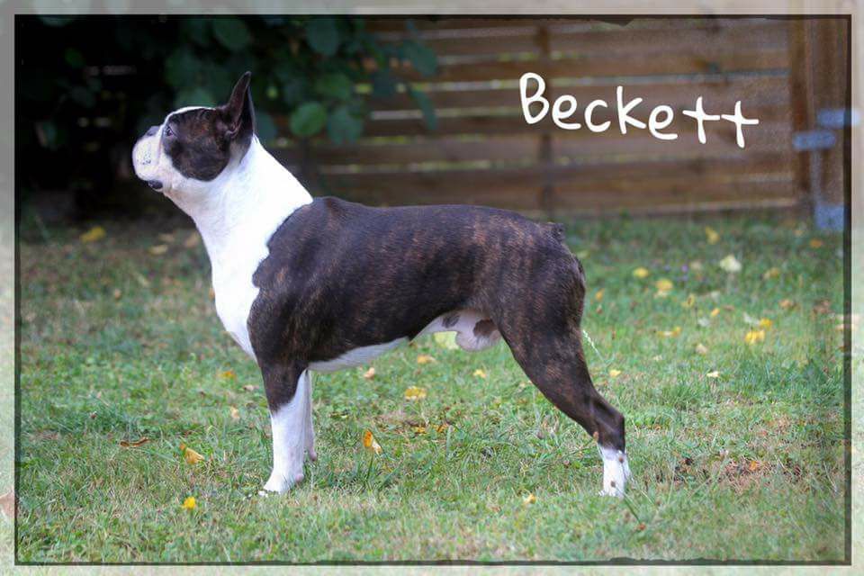Boston Terrier The Breed Archive