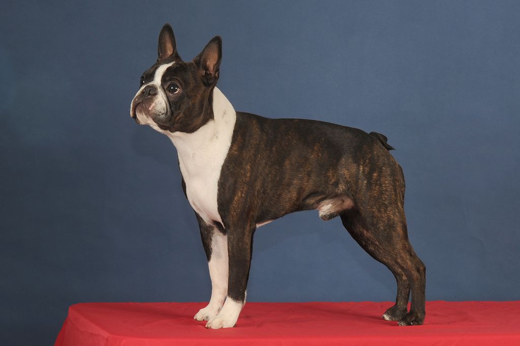 Boston Terrier The Breed Archive