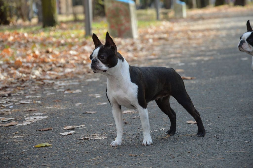 Boston Terrier The Breed Archive