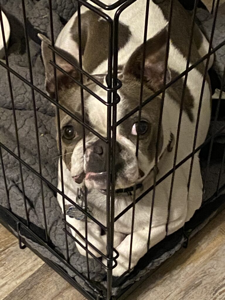 What Size Crate For A Full Grown French Bulldog