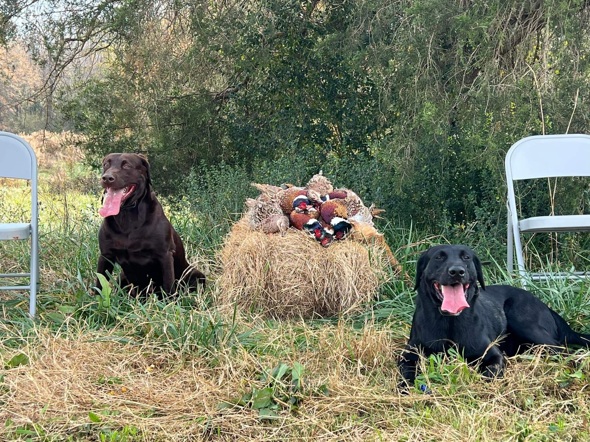 Boswell Farm Barnesville Ga at Yvonne Hall blog