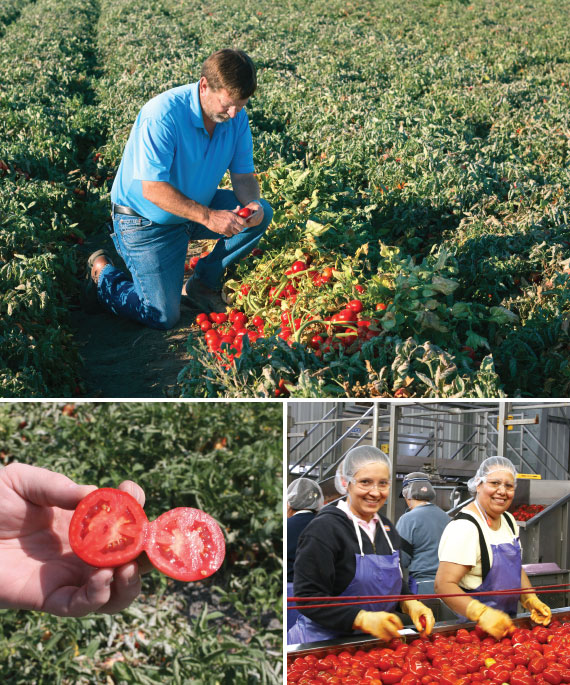 Boswell Tomatoes Premium Tomato Paste