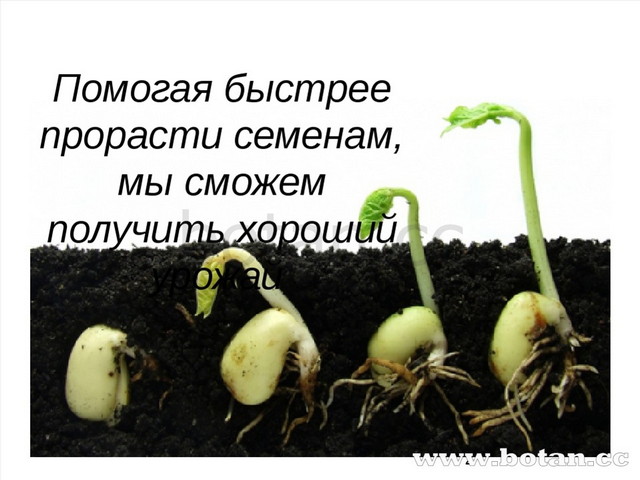 Проектноисследовательская работа по биологии на тему Влияние различных