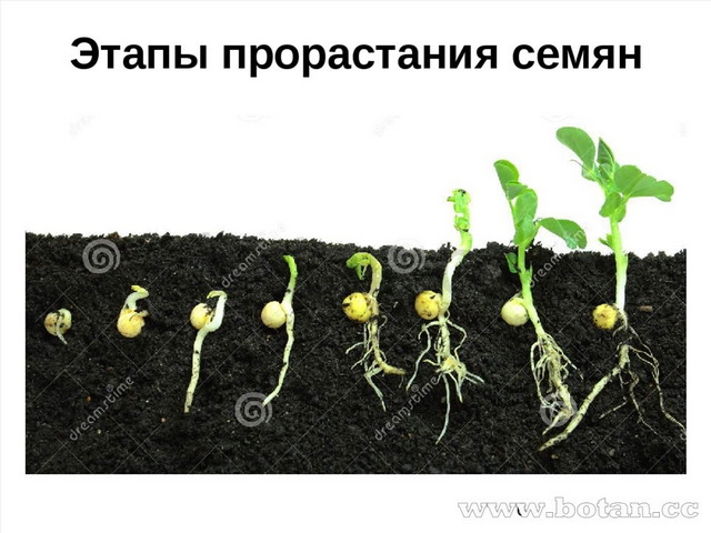 Проектноисследовательская работа по биологии на тему Влияние различных