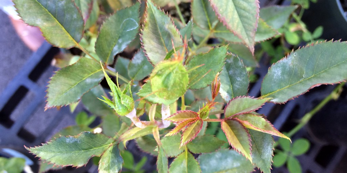 How to deal with powdery mildew on roses Tips and Tricks Botan
