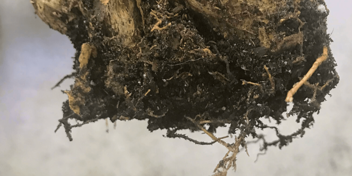 How to treat root rot on money tree Tips and Tricks Botan