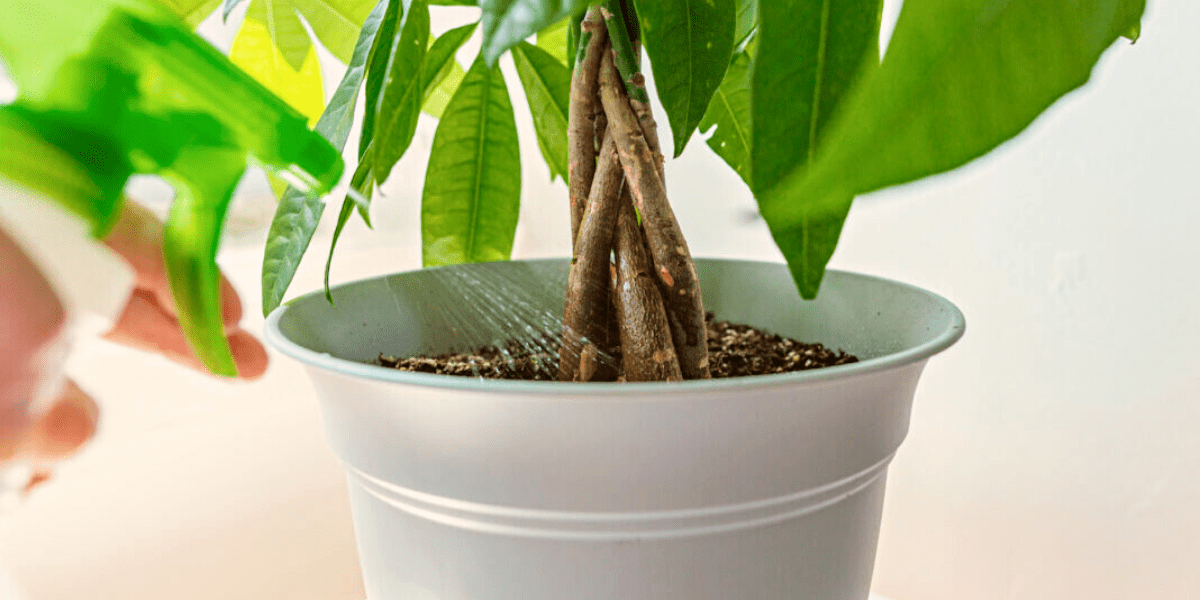 How to treat root rot on money tree Tips and Tricks Botan
