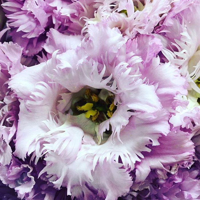 Botanical Brouhaha Floral inspiration, sage advice, industry news and