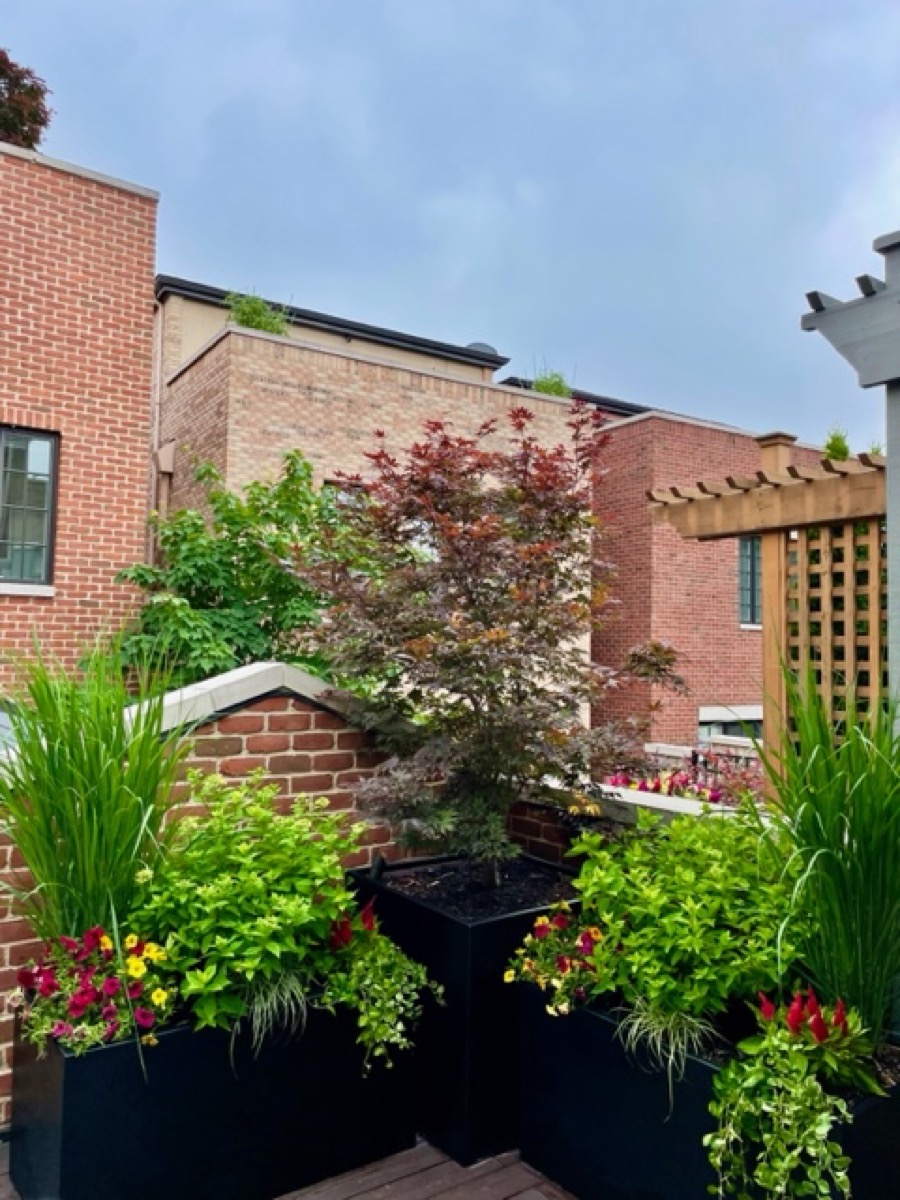 Family Tradition Botanical Concepts Chicago