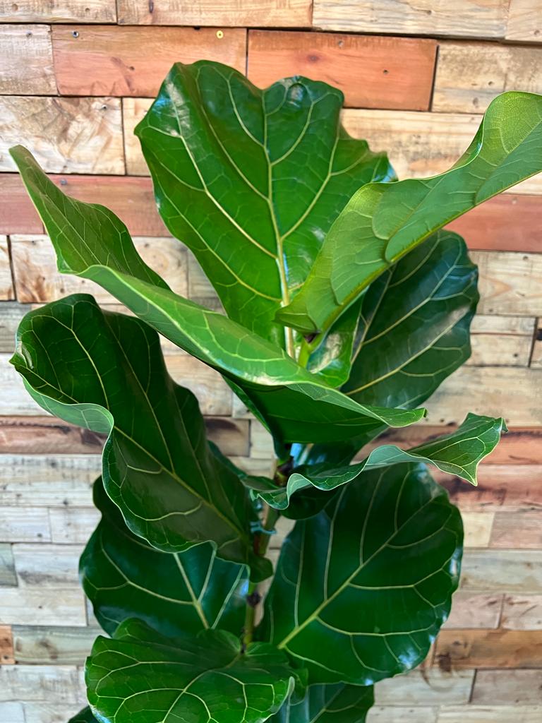 Extra Large Fiddle Leaf Fig Botanical Heaven