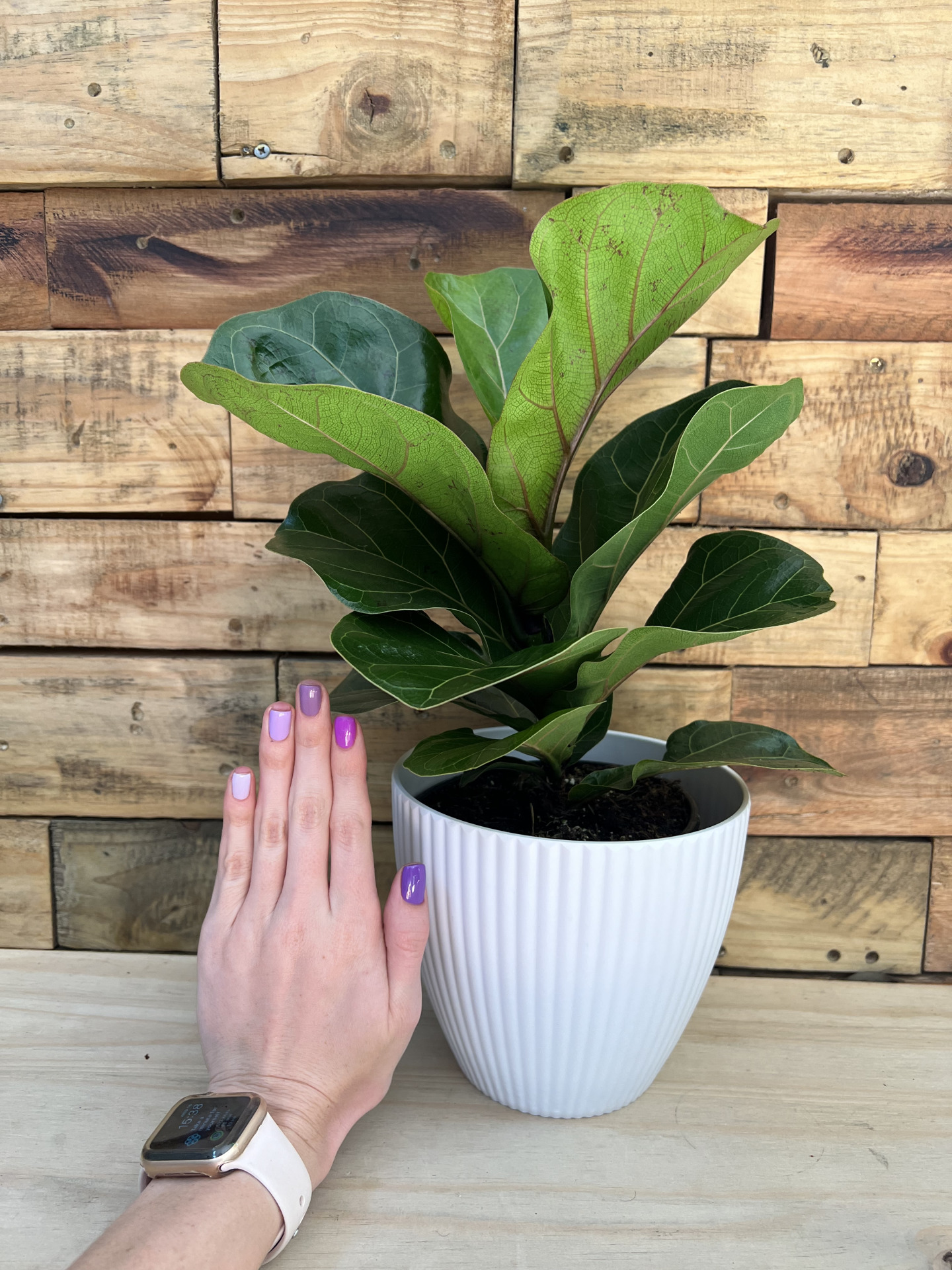 Fiddle Leaf Fig Bambino With Decorative Pot Botanical Heaven