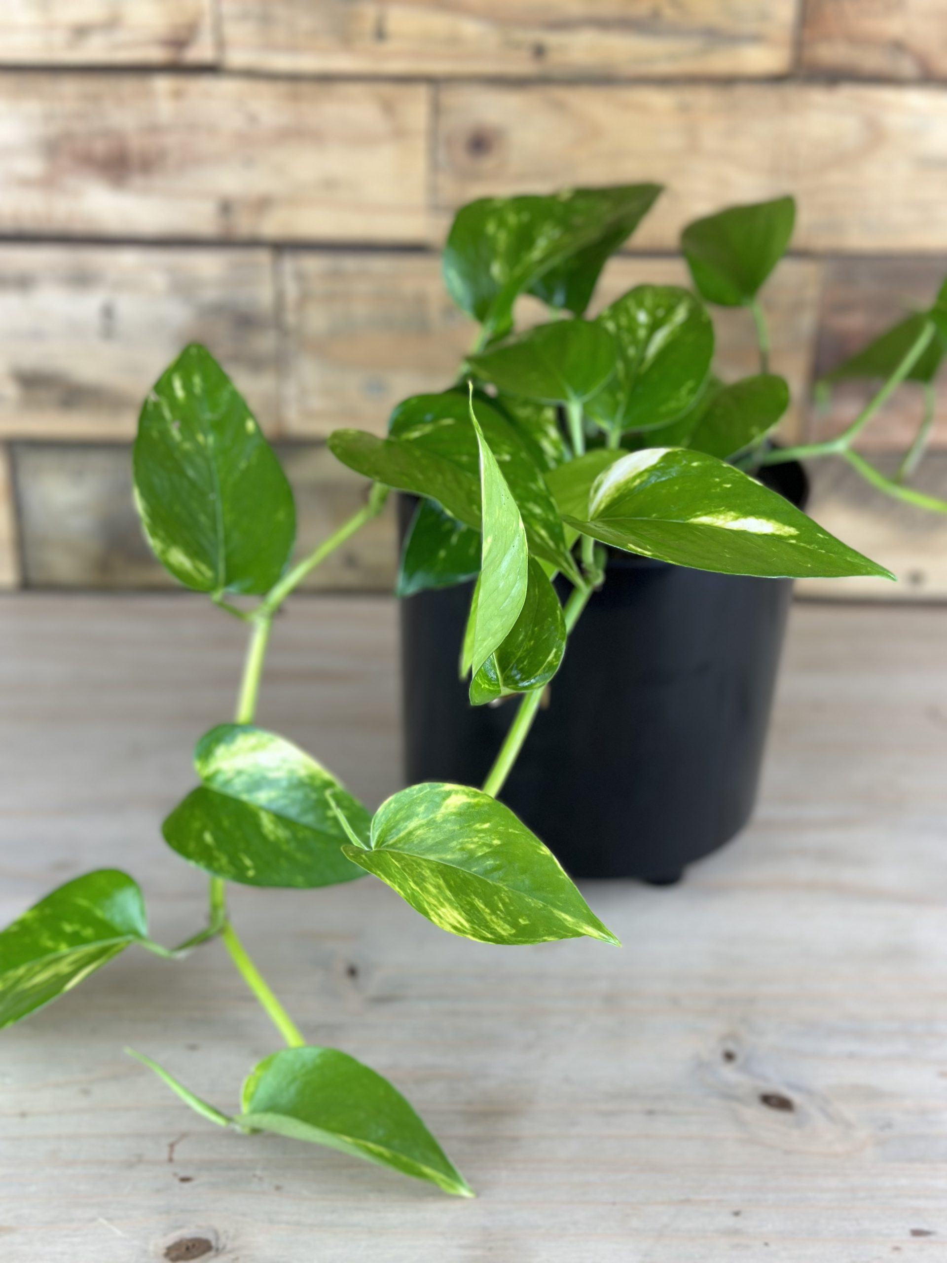 Golden Pothos With Decorative Pot Botanical Heaven
