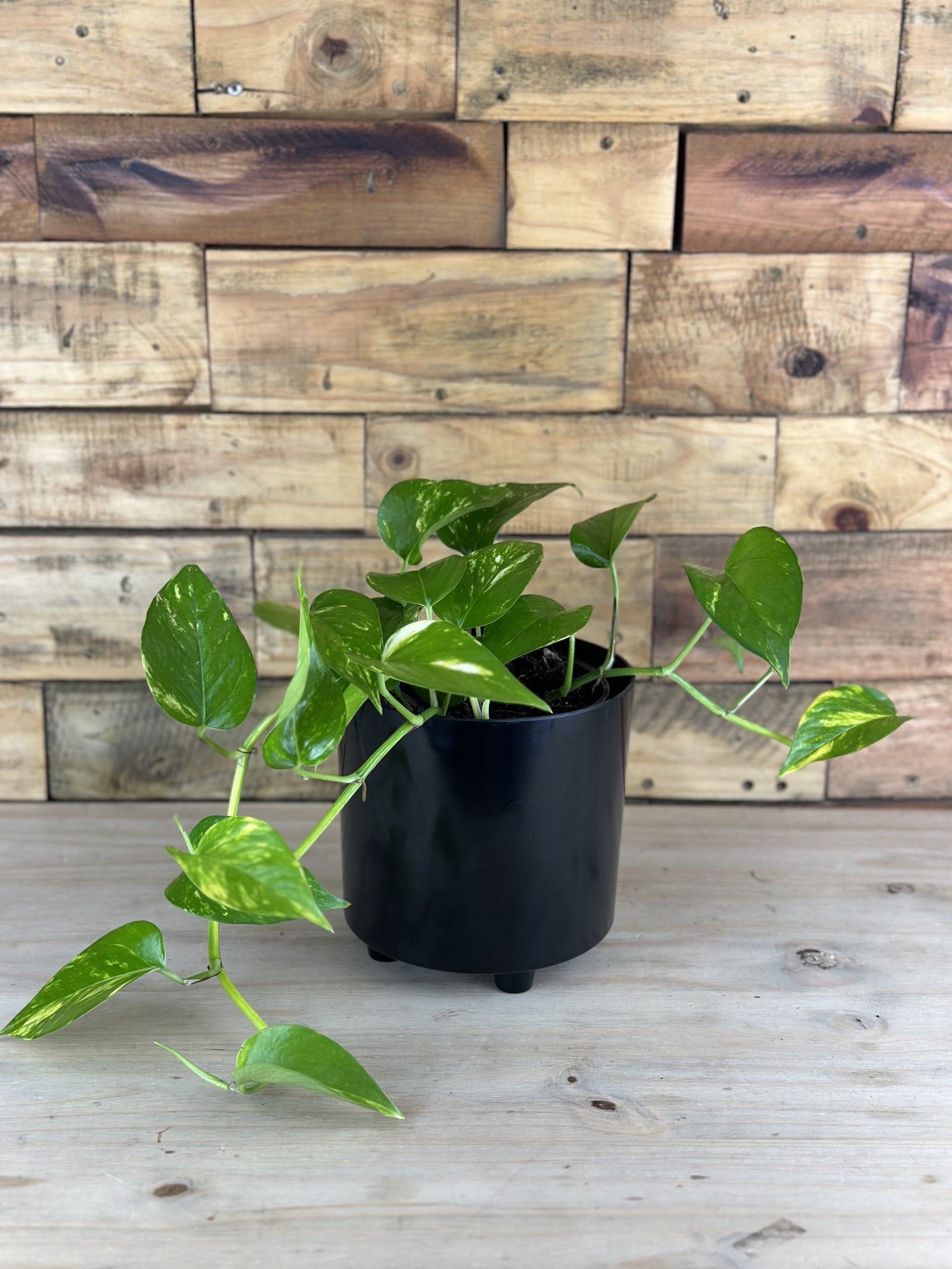 Golden Pothos With Decorative Pot Botanical Heaven