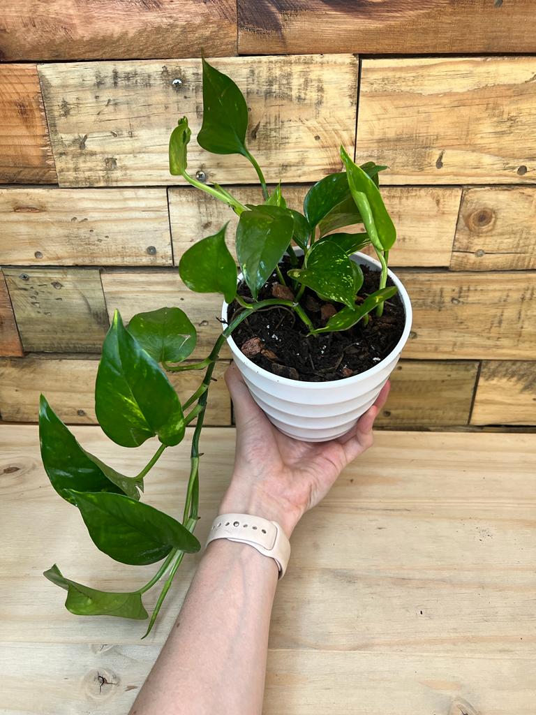 Golden Pothos With Decorative Pot Botanical Heaven