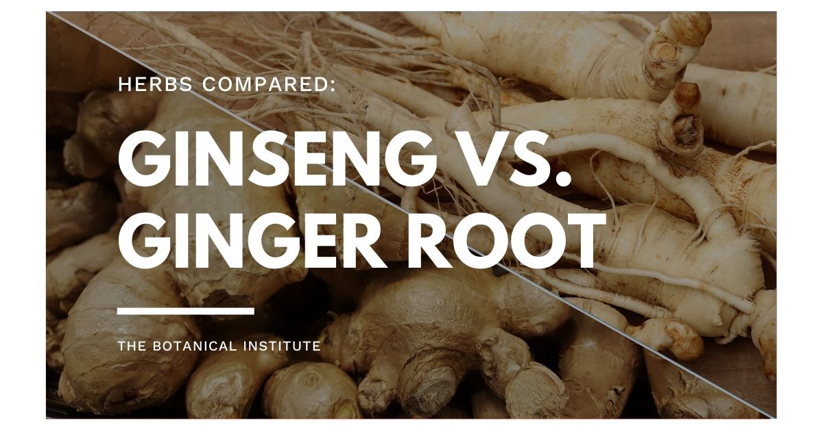 Ginseng Vs. Ginger 3 Key Similarities & Differences The Botanical