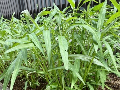 クウシンサイ（空芯菜）の栽培方法・育て方のコツ | やまむファーム | 空芯菜, 栽培, 空 空芯菜(クウシンサイ)のまとめ！】栽培方法(水耕栽培や挿し木)と種類品種等14個のポイント！ | 植物の育て方や豆知識をお伝えするサイト