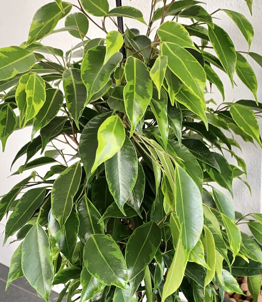 Ficus benjamina Botanically